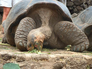 Ancient tortoise chows down at the Charles Darwin Research Station in the Galapagos Islands.